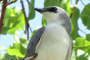 White-bellied Cuckoo-shrike (Coracina papuensis)